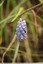 Muscari négligé