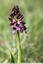 Orchis pourpre