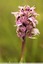 Orchis lacté