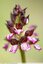 Orchis pourpre (Orchis purpurea )