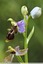 Orchidée bécasse