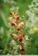 Orobanche du tréfle