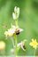 Ophys Abeille (Ophris apifera )