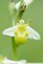 Ophrys Abeille hypochrome à confirmer.
