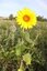 Tournesol
