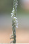 Spiranthes épanouies