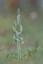Spiranthes d'automne