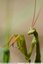 Mante religieuse (Mantis religiosa)