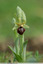 Ophrys arachnitiformis