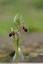 Ophrys scolopax