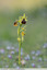 Ophrys de mars