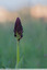 Orchis purpurea