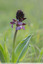 Orchis pourpre
