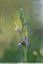 Ophrys abeille