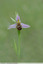 Ophrys abeille