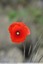 Coquelicots