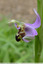 Ophrys abeille