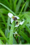 Ophrys abeille