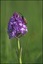 Zygène sur Orchis pyramidal (Anacamptis pyramidalis)