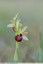 Ophrys de mars