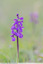 Orchis morio