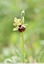 Ophrys de mars