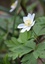 Anémone des Bois (Anemone nemorosa)