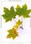 Feuilles d'érable plane