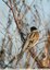 Bruant des roseaux (Emberiza schoeniclus)