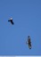 Buse variable ( Buteo buteo )