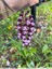 Orchis pourpre