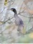 Grand cormoran