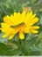 Chenille sur calendula