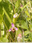 Ophrys abeille