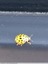 Coccinelle asiatique à 22 points&#128030;
