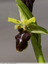 Ophrys araignée