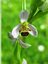 Ophrys abeille
