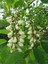 Robinier faux-acacia ( fleurs )