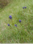 Muscari