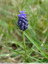 Muscari