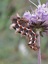 Chenille de Noctuelle (Acronicta rumicis)