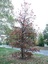 Liquidambar