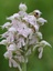 Orchis lacté (Neotinea lactea)