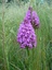 Orchis Pyramidal en vallée de l'Hers