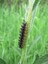 Grand damier - chenille (Melitaea phoebe)