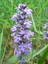 Bugle rampante (Ajuga reptans)