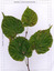 Feuilles de Tilleul