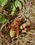 Frelon européen (Vespa crabro)