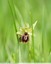 Ophrys de mars