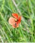 Le coquelicot douteux (Papaver dubium)
